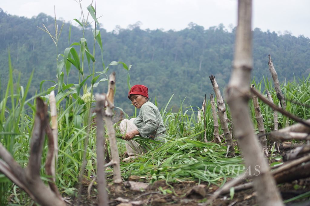 Seorang warga mencabuti rumput liar di ladangnya yang sudah ditanami batang singkong di Kampung Mului, Desa Swan Slotung, Kecamatan Muara Komam, Kabupaten Paser, Kalimantan Timur, Senin (20/11/2023).