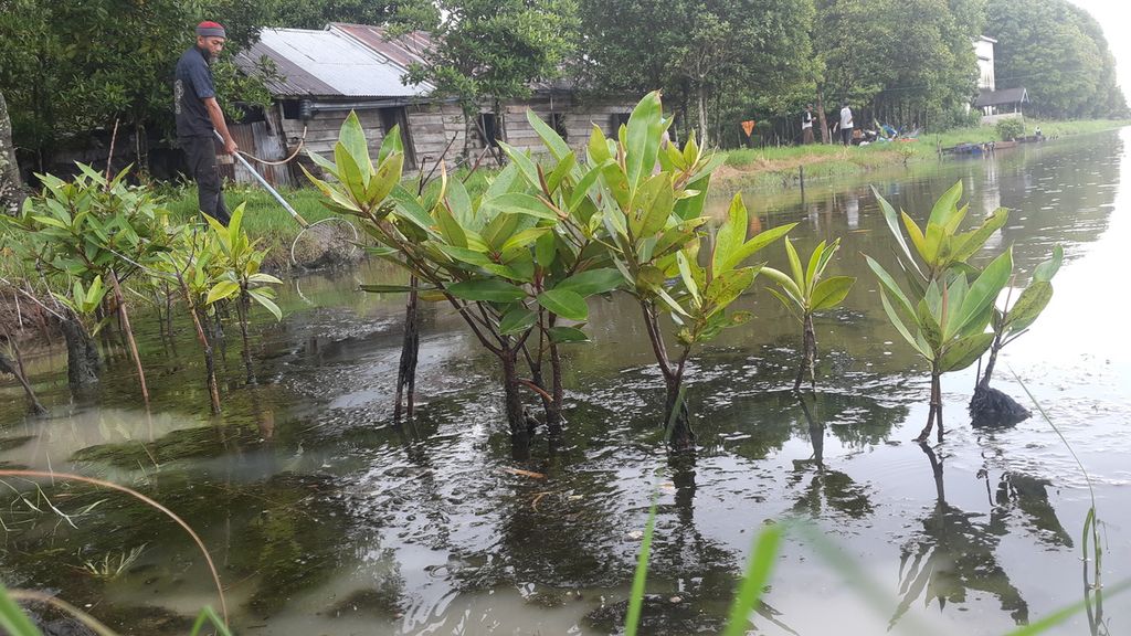 Tambak tradisional yang ada di Kecamatan Tulung Selapan, Kabupaten Ogan Komering Ilir, Sumatera Selatan, Rabu (16/11/2022). Tambak udang windu dan bandeng ini dibuka dengan cara membabat hutan mangrove. Pengelolaan tambang berkonsep ramah lingkungan mulai dicanangkan untuk mengembalikan fungsi hutan bakau di sana.