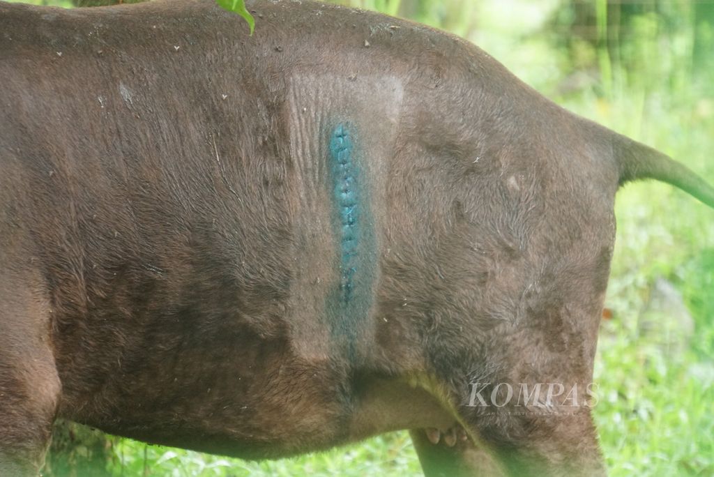 Jahitan bekas operasi caesar tampak di perut sebelah kiri induk anoa (<i>Bubalus depressicornis</i>), Denok (13), yang tinggal di kandang penangkaran Anoa Breeding Center Manado, Sulawesi Utara, Kamis (2/2/2023). Denok diduga memiliki kelainan distokia, yaitu kesulitan melahirkan karena janinnya sungsang.