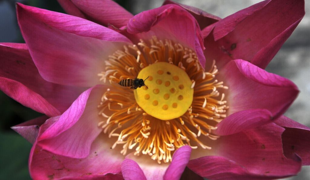 Lebah di atas bunga lotus.