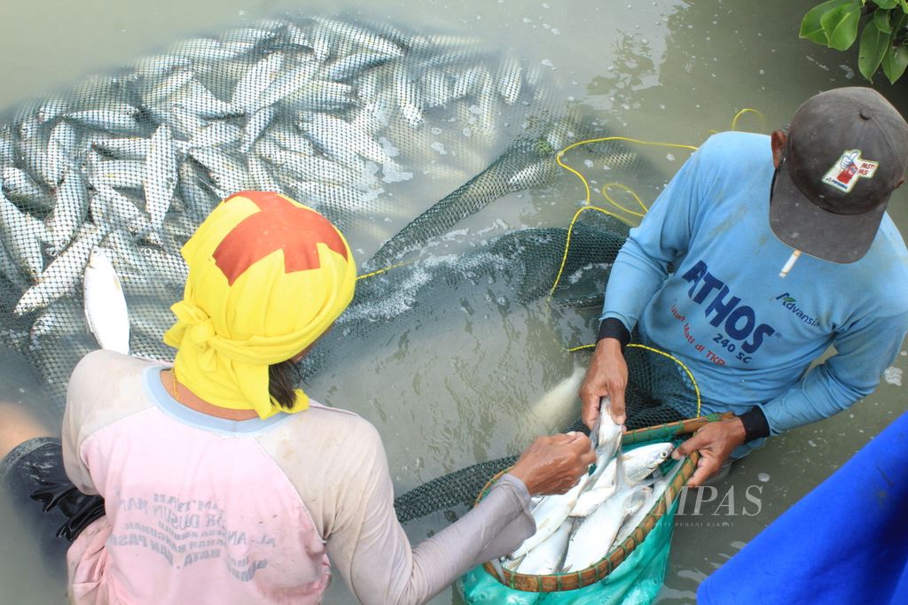 Petambak memanen ikan bandeng di Desa Ambulu, Kecamatan Losari, Kabupaten Cirebon, Jawa Barat, Rabu (10/1/2024).
