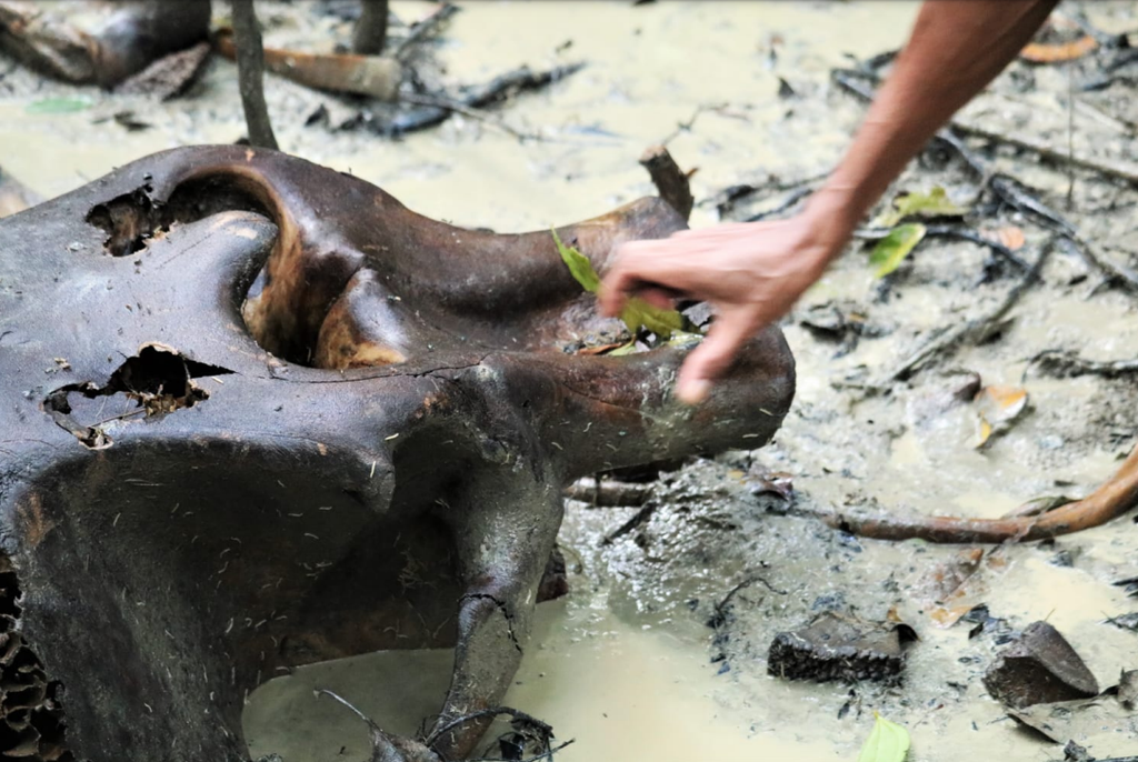 Petugas BBKSDA Sumatera Utara memeriksa tengkorak gajah Sumatera betina yang ditemukan di Aras Napal, area penyangga Taman Nasional Gunung Leuser, Kabupaten Langkat, Sumut, Rabu (13/4/2022).