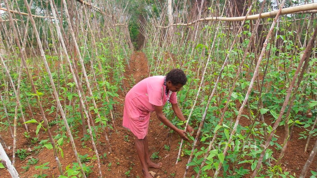 Oktovina Okurop, petani di Kampung Ogenetan, Kabupaten Boven Digoel, Papua Selatan, membersihkan hama yang mengganggu tanaman kacang panjang, Kamis (4/12/2014).
