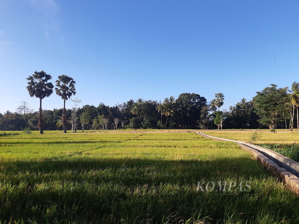 Hamparan persawahan di Kelurahan Bello, Kota Kupang, Nusa Tenggara Timur, Jumat (5/7/2024) pagi. Dampak kemarau, pengairan di areal itu mengandalkan air sumur. 