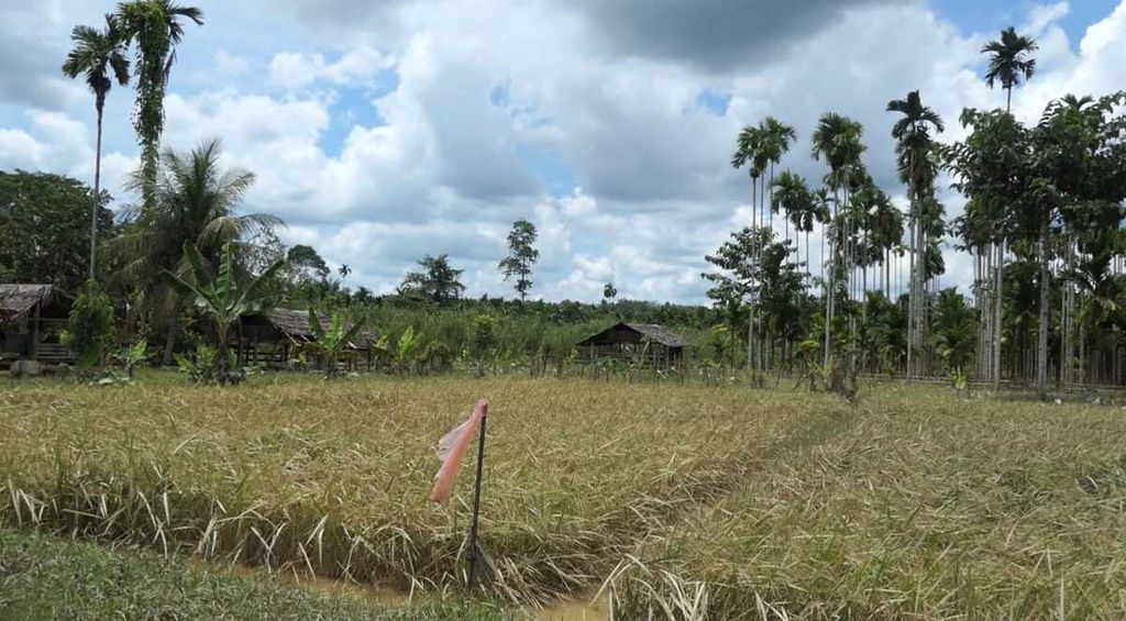 Rice fields in East Aceh Regency, Aceh Province after being hit by floods, Monday (10/10/2022). Floods for a week in East Aceh and North Aceh caused hundreds of hectares of rice fields to be submerged and a number of public infrastructure damaged.
