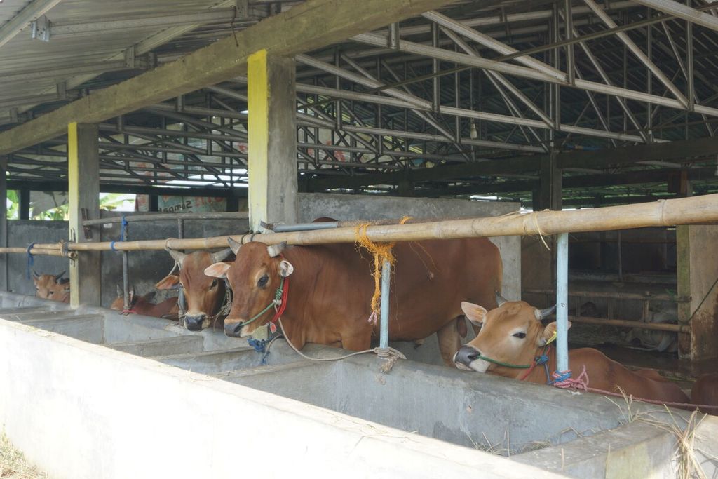 Kondisi kandang sapi di Desa Kebocoran, Kedungbanteng, Banyumas, Jawa Tengah, Senin (12/6/2023).