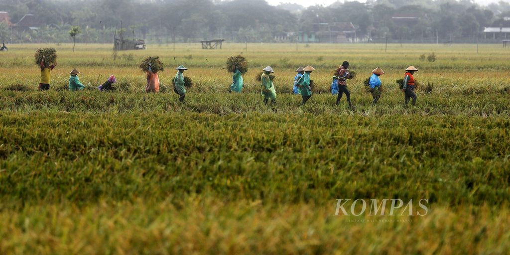 Buruh borongan meninggalkan sawah saat mereka sedang memanen padi karena turun hujan di kawasan Karang Dungan, Kecamatan Tangkil, Sragen, Jawa Tengah, Rabu (1/3/2023). Curah hujan yang tinggi pada Februari 2023 membuat kualitas gabah buruk.