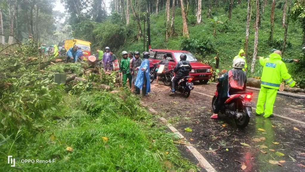 Bencana pohon tumbang di Ngantang, Kabupaten Malang,  Sabtu (1/10/2022). Satu orang tewas dan dua lainnya luka-luka akibat peristiwa ini. 