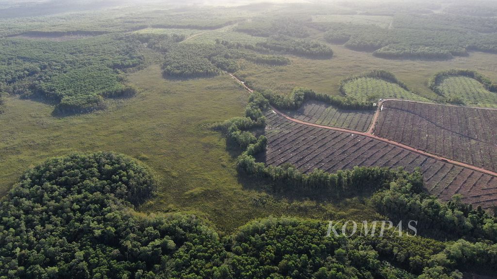 Batas tebangan hutan di Distrik Animha, Kabupaten Merauke, Papua, Jumat (11/11/2022). 