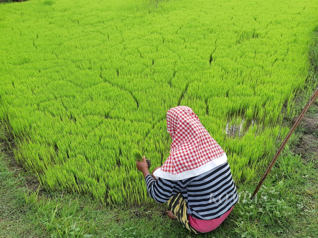 Benih padi pada bedeng persemaian yang siap ditanam di areal persawahan Desa Kletek, Kecamatan Malaka Tengah, Kabupaten Malaka, Nusa Tenggara Timur, Rabu (18/1/2023). 
