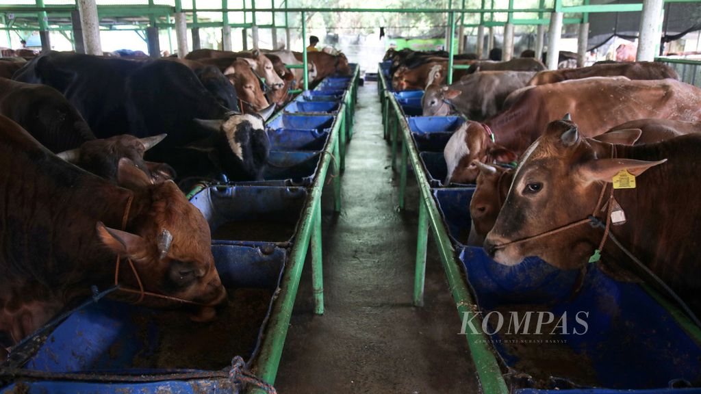 Sapi yang dipelihara di peternakan hewan NusaQu, di Kecamatan Tajur Halang, Kabupaten Bogor, Jawa Barat, Minggu (4/6/2023). Menjelang hari raya Idul Adha, kebutuhan atas hewan kurban, seperti sapi, terus meningkat. Peternakan khusus penggemukan ini setidaknya telah menerima pesanan 300 sapi untuk disembelih pada Idul Adha mendatang. Selain sapi lokal, seperti dari Bali, Bojonegoro, dan Banjarnegara, peternakan ini juga menjual sapi ras luar, seperti limosin dan simetal.