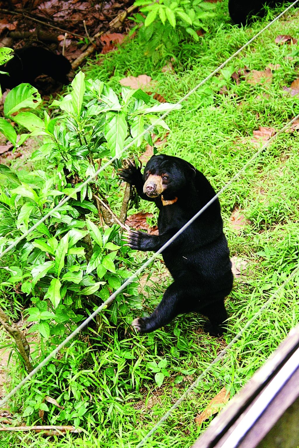 Beruang madu yang dipelihara di kawasan wisata. Beruang madu adalah jenis terkecil dari delapan beruang yang ada di dunia.