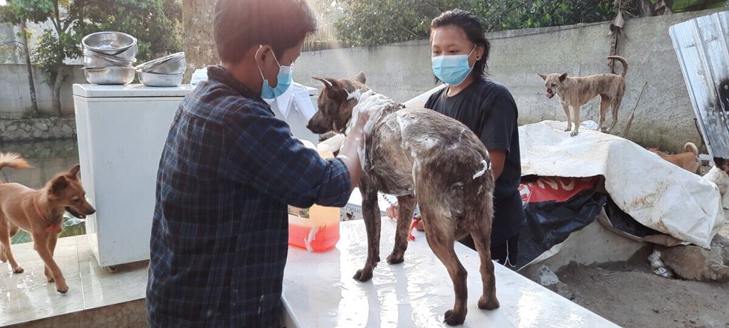 Tim dari Animal Defenders Indonesia memeriksa dan membersihkan anjing milik warga yang terpapar Covid-19. Anjing tersebut dievakuasi dari rumah pemilik hewan yang terinfeksi Covid-19 sehingga tak mampu lagi memelihara mereka karena meninggal atau harus menjalani isolasi. Animal Defenders Indonesia memberi layanan menyelamatkan anjing dan kucing milik warga terpapar virus korona sejak 2 Juli 2021.