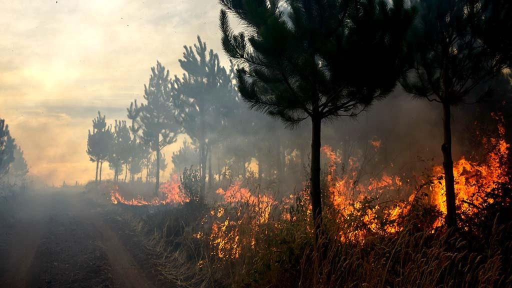 Ribuan hektar hutan di kawasan Araucania, Chili, terbakar, Kamis (7/2/2019). Otoritas setempat mengeluarkan peringatan terkait kebakaran hutan ribuan hektar di Araucania yang menewaskan dua orang.