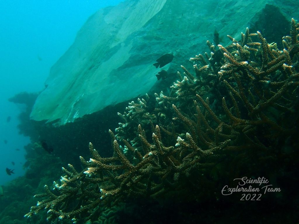 Terumbu karang di Pantai Minanga, Malalayang 1, Manado, Sulawesi Utara, tertimpa bebatuan dari proyek reklamasi yang dilaksanakan oleh PT TJ Silfanus. Foto diambil pada pada 8 Agustus 2022.