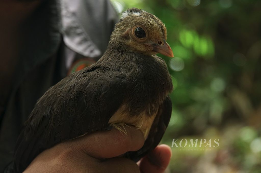 Pengunjung Suaka Maleo Tambun di Bolaang Mongondow, Sulawesi Utara, bersiap melepas satu dari 20 ekor anak burung maleo (Megacephalon maleo) saat Hari Keanekaragaman Hayati Internasional, Rabu (22/5/2019). Sejak 2001 hingga Maret 2019, total 16.170 ekor anak maleo telah dilepasliarkan di area Taman Nasional Bogani Nani Wartabone yang membentang dari Bolaang Mongondow, Sulut, hingga Bone Bolango, Gorontalo.