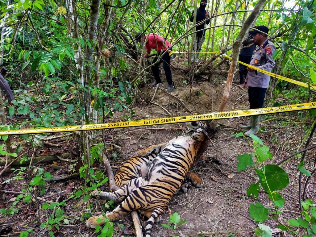 Dua dari tiga ekor harimau sumatera yang mati terjerat tali baja di Desa Sri Mulya, Kecamatan Peunaron, Kabupaten Aceh Timur, Aceh, Minggu (24/4/2022). Harimau sumatera menjadi satwa lindung yang paling banyak diburu untuk diperdagangkan.