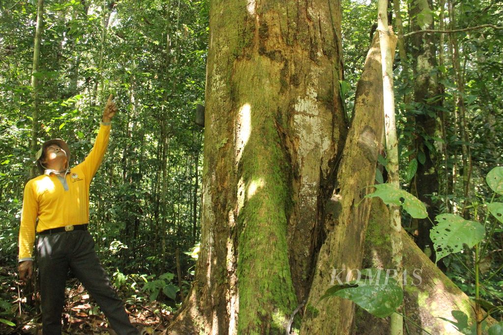 Damianus Nadu (63), masyarakat hukum adat di Dusun Melayang, Desa Sahan, Kecamatan Seluas, Kabupaten Bengkayang, Kalimantan Barat, sedang menunjukkan pohon tengkawang di Hutan Adat Pikul, Selasa (14/6/2022).