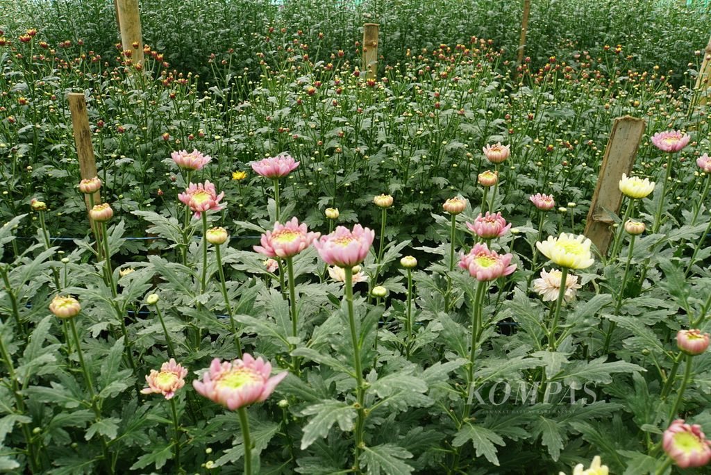 Beragam varietas bunga krisan tumbuh di rumah kaca milik Herry Rumondor (55) di bilangan Kakaskasen, Tomohon, Sulawesi Utara, Jumat (7/7/2023). 