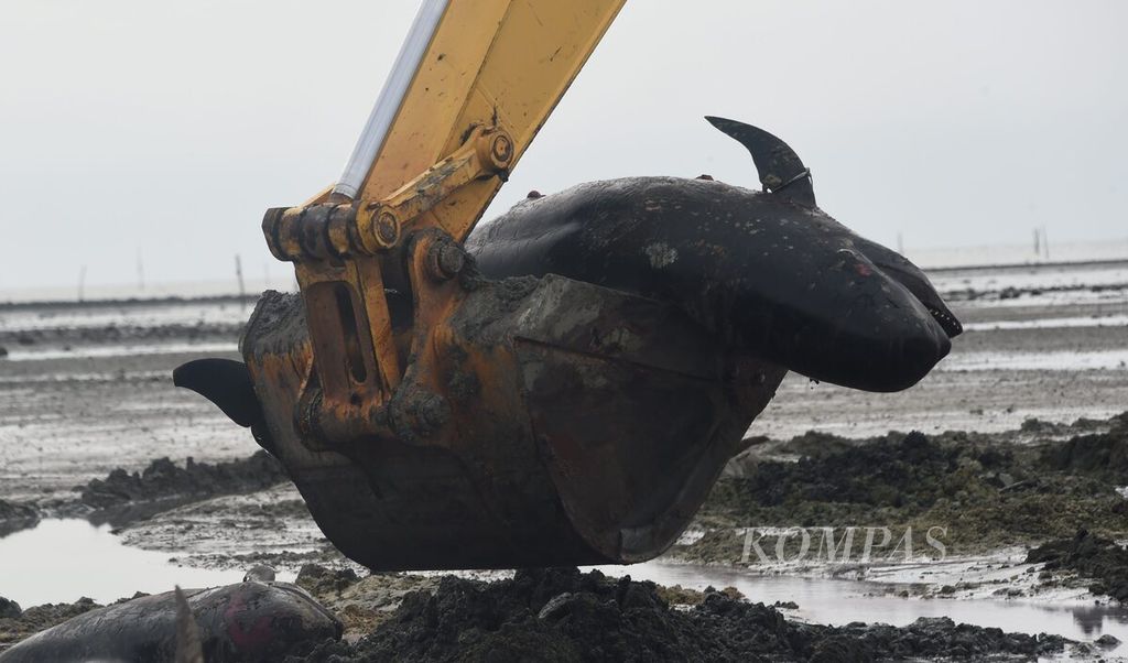 Alat berat mengangkat bangkai paus pilot saat proses penguburan paus pilot yang mati terdampar di Pantai Modung, Kabupaten Bangkalan, Jawa Timur, Sabtu (20/2/2021). 