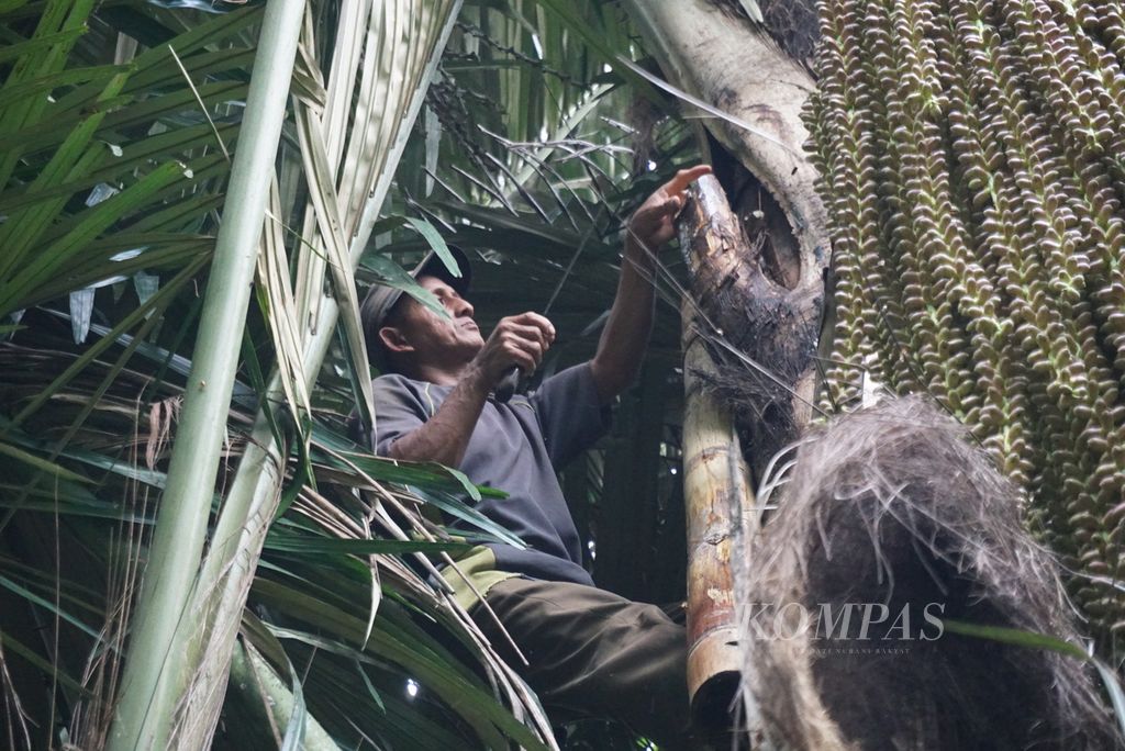 Nurdin Maletang, seorang petani gula aren, menyayat pangkal mayang pohon aren untuk mengambil niranya, Selasa (19/7/2022), di perkebunan rakyat Desa Tapa Aog, Lolayan, Bolaang Mongondow, Sulawesi Utara.