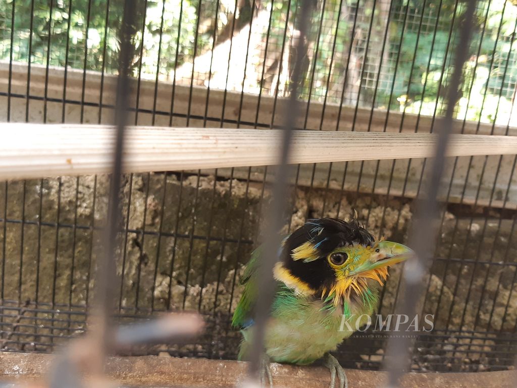 Kondisi salah satu burung yang dirawat di Pusat Rehabilitasi Burung Berkicau yang berdiri di Kawasan Taman Hutan Raya Wan Abdul Rachman, Kota Bandar Lampung, pada Rabu (21/8/2024).