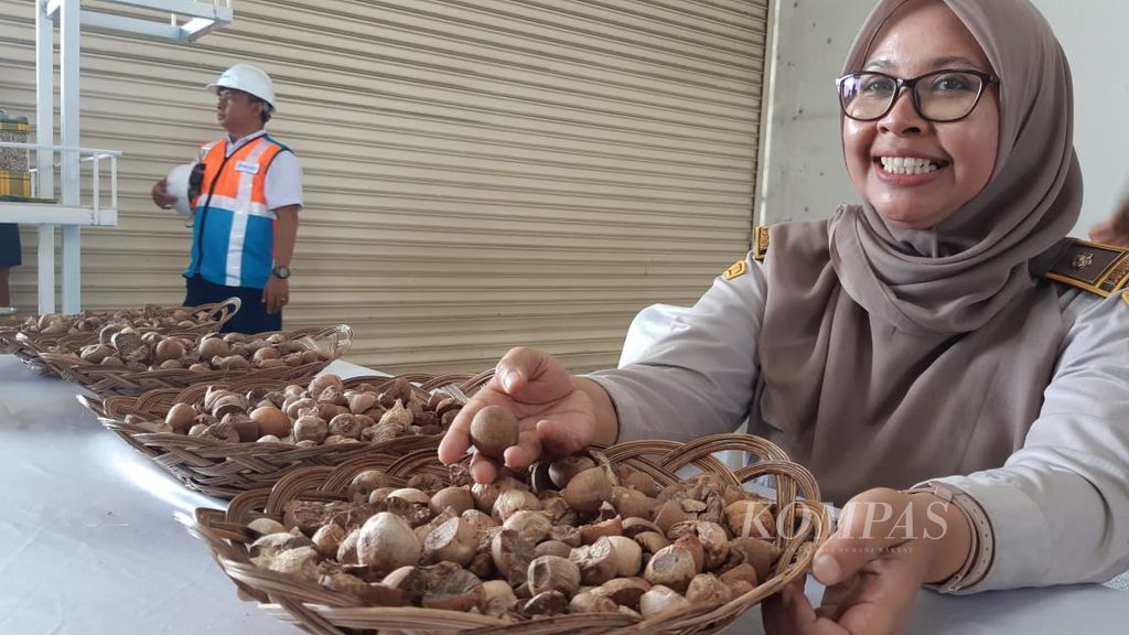 Petugas Balai Karantina Pertanian menunjukkan contoh buah pinang yang siap diekspor di Pelabuhan Kendari, Sulawesi Tenggara, Senin (29/1/2024).
