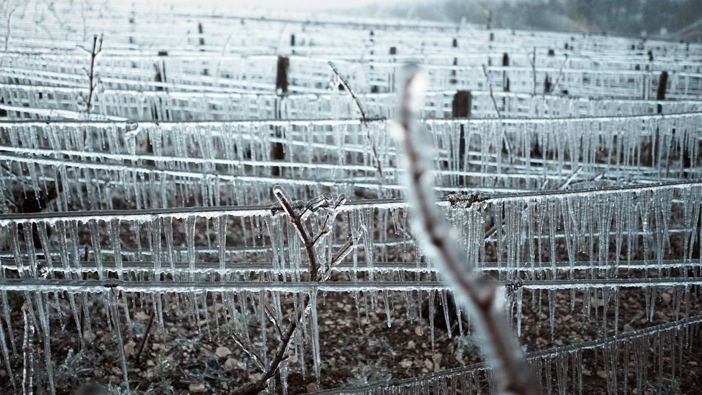 Tunas anggur tertutup oleh es yang melindungi mereka dari embun beku di kebun anggur dekat Chablis, Burgundy, Perancis, Senin (4/4/2022). Turunnya suhu pada bulan April di sekitar Prancis mengancam kebun anggur dan tanaman penting lainnya. 