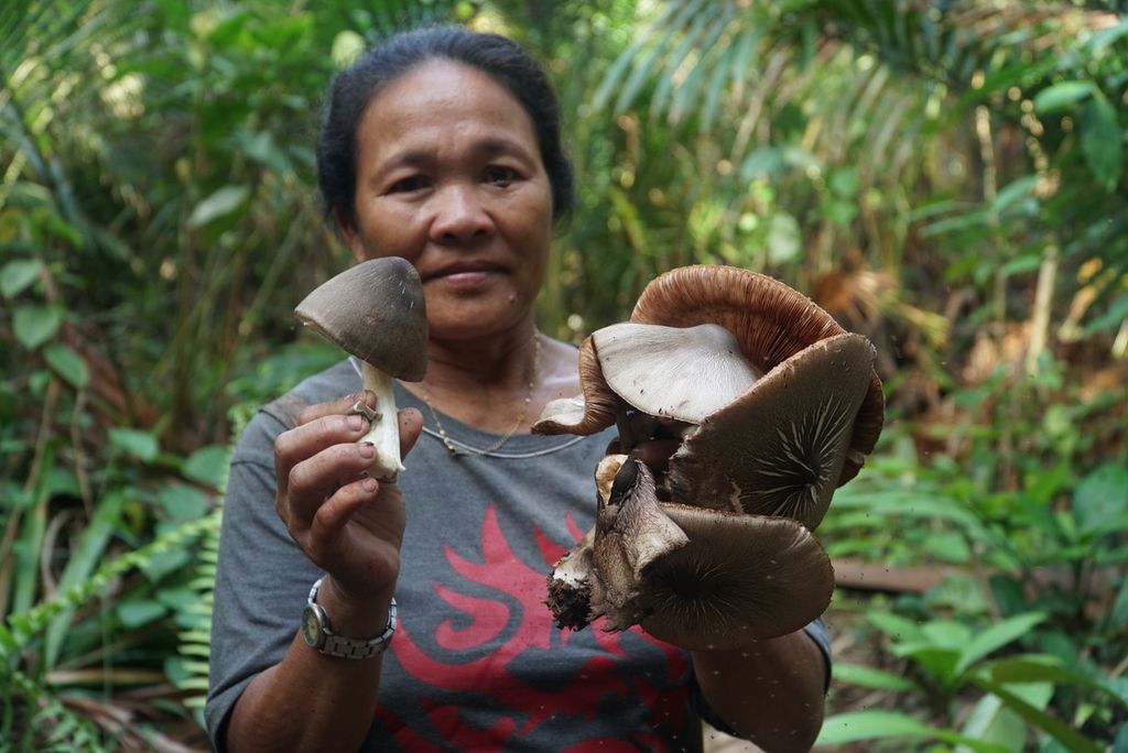 Warga menunjukkan jamur sagu yang diambil di perladangan sagu keluarganya di pedalaman Pulau Siberut di Dusun Salappa, Desa Muntei, Kecamatan Siberut Selatan, Kepulauan Mentawai, Sumatera Barat, Senin (25/9/2023) malam. Jamur sagu merupakan salah satu sumber protein masyarakat suku Mentawai di Pulau Siberut, Kepulauan Mentawai.