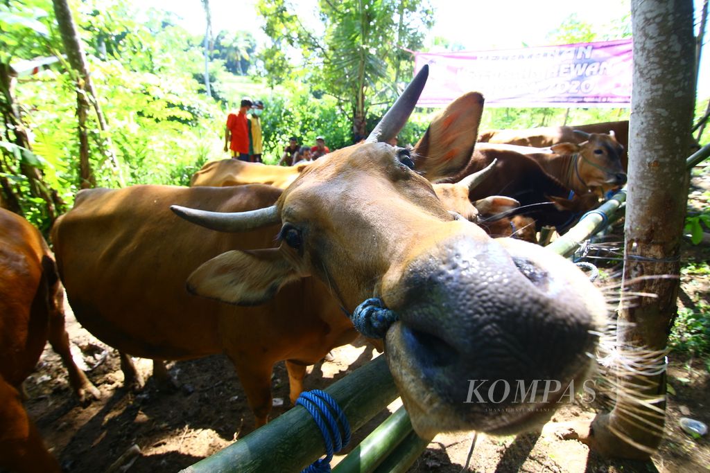 Cattle belonging to farmers are prepared to take part in free medical treatment in Boyolangu Village, Banyuwangi, Tuesday (16/6/2020). The Banyuwangi Agriculture and Food Security Service held free medical treatment as an effort to prevent infectious diseases in brood cows.