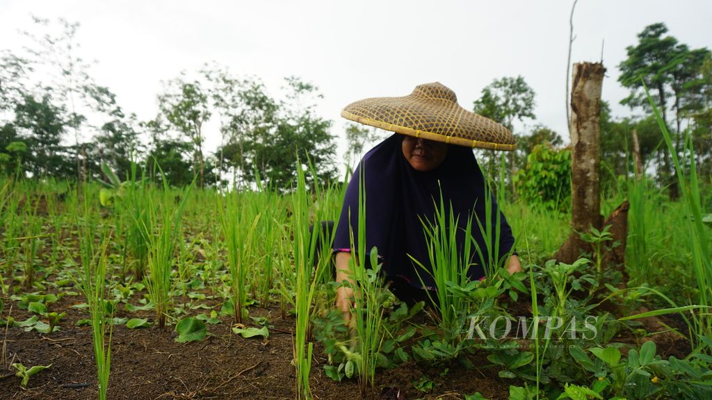 Salah seorang petani perempuan mengelola lahan di Desa Gunung Anten, Kecamatan Cimarga, Kabupaten Lebak, Banten, Minggu (7/1/2024), Sejumlah petani di Desa Gunung Anten telah mendapat redistribusi tanah sebagai realisasi program reforma agraria pada Oktober 2023.