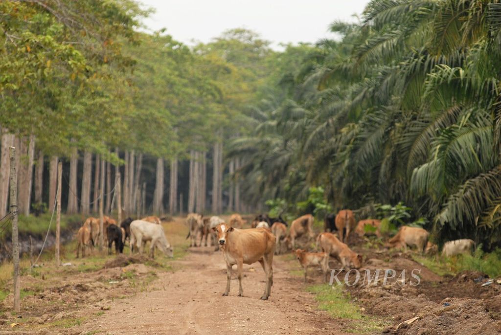 Keluarnya sejumlah harimau sumatera (<i>Panthera tigris sumatrae</i>) dari Taman Nasional Berbak Sembilang, Jambi, menimbulkan kekhawatiran masyarakat. Sebab, ternak warga menjadi incaran harimau. Upaya mitigasi perlu segera dilakukan agar tidak menimbulkan korban di kedua belah pihak. Petani di wilayah Sadu menjagai ternak sapinya, Rabu (6/10/2021).