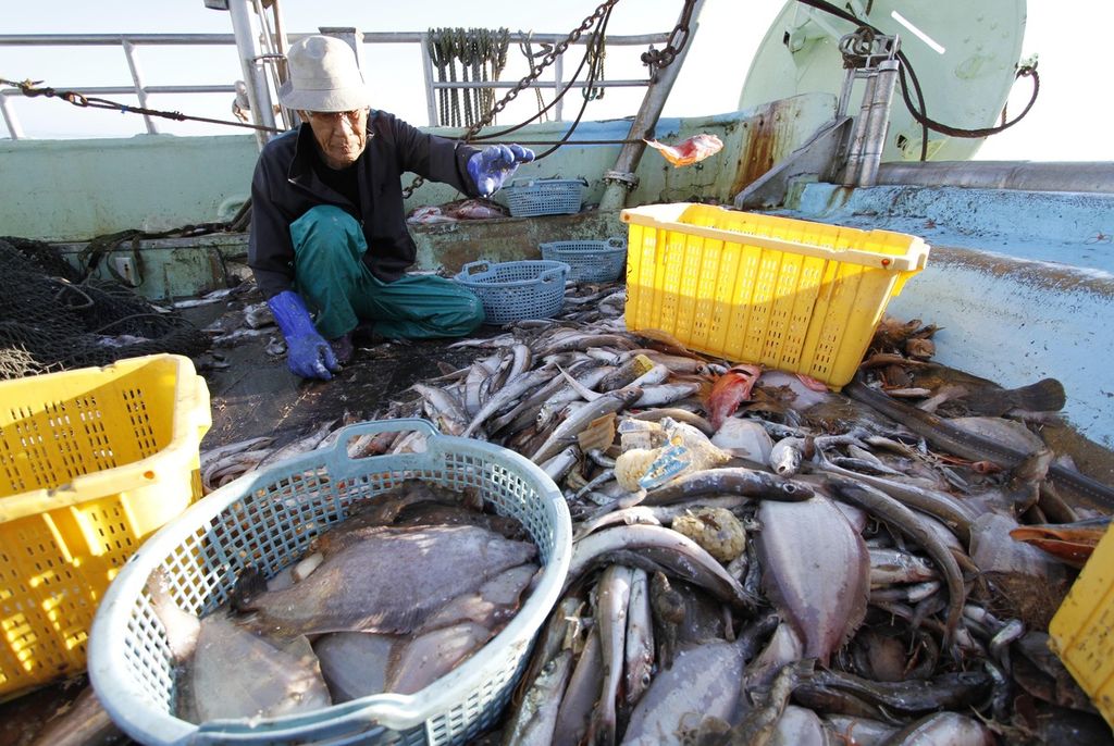  Dalam arsip foto pada 26 Agustus 201 ini, nelayan Choji Suzuki memilah ikan yang dia tangkap di perairan lepas pantai Iwaki, sekitar 40 kilometer selatan PLTN Fukushima Daiichi yang lumpuh akibat gelombang tsunami. Kapal Suzuki salah satu dari 14 kapal penangkap ikan yang direkrut Prefektur Fukushima untuk ekspedisi penangkapan ikan dan seminggu sekali secara bergilir untuk mengukur tingkat radiasi ikan yang mereka tangkap di perairan Fukushima. 