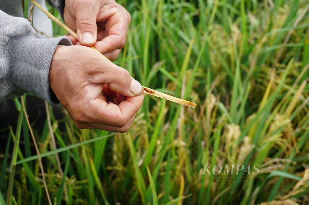 Berty M (54), petani penggarap di Kecamatan Kakas, Kabupaten Minahasa, Sulawesi Utara, menunjukkan hama ulat yang menyerang batang padi yang rusak di sawah garapannya, Rabu (24/6/2020). Serangan ini membuat Berty pesimistis terhadap hasil panen yang akan datang.