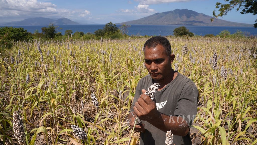 Andreas Ado (42) memanen sorgum di Kampung Likotuden, Desa Kawalelo, Kecamatan Demon Pagong, Kabupaten Flores Timur, Nusa Tenggara Timur, Senin (14/8/2023). 