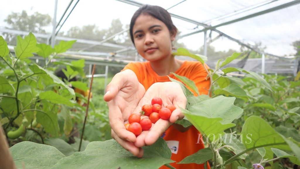 Ati menunjukkan tomat yang dipanen di Sekolah Alam Wangsakerta, Dusun Karangdawa, Desa Setupatok, Kecamatan Mundu, Kabupaten Cirebon, Jawa Barat, Senin (6/2/2023). 