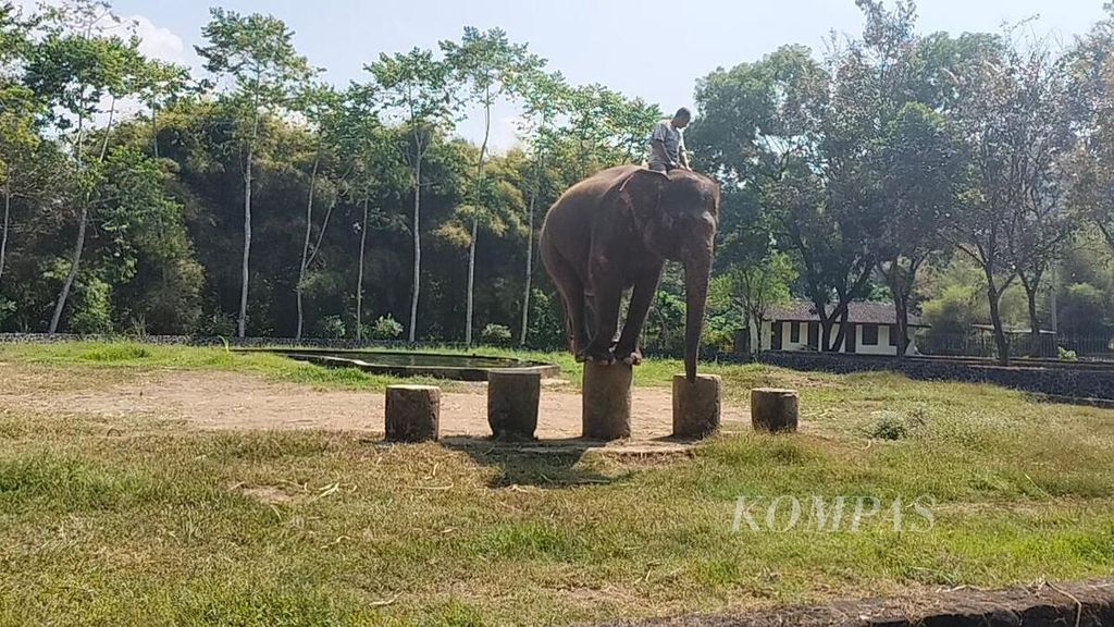 Eca, seekor gajah yang semula menjadi koleksi Taman Wisata Candi Borobudur, menampilkan keahliannya berdiri dfi atas tonggak, Rabu (14/6/2023).