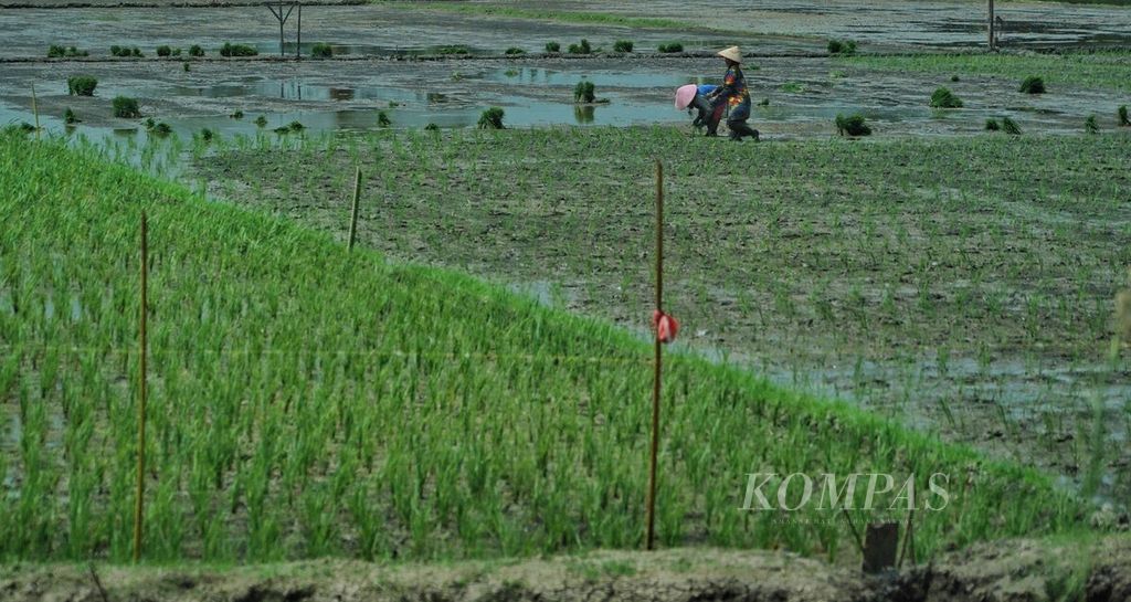 Para petani di lahan persawahan saat memasuki musim tanam di wilayah Lhokseumawe, Aceh, Selasa (28/2/2023). Selain dikenal dengan hasil buminya, wilayah Lhokseumawe menjadi salah satu wilayah penghasil padi untuk memasok kebutuhan beras, baik di wilayah Aceh maupun sebagian wilayah Sumatera Utara, termasuk Medan. 