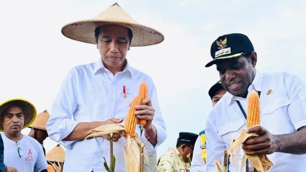 Presiden Joko Widodo meninjau panen jagung perdana di lokasi Food Estate atau lumbung pangan komoditas jagung di Kampung Wambes, Kabupaten Keerom, Papua, Kamis (6/7/2023).