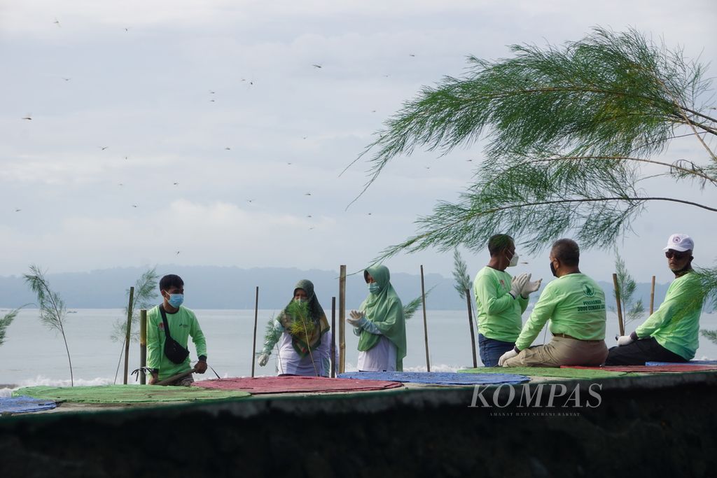 Kegiatan penanaman pohon cemara laut di Pantai Tegalkamulyan, Cilacap, Jawa Tengah, Jumat (21/1/2022).