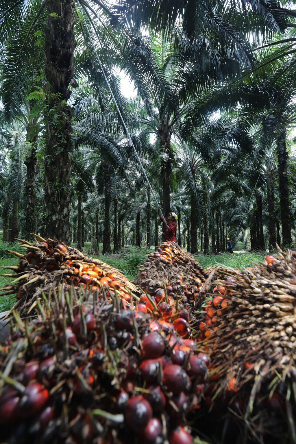 A Worker harvest oil palm in the plantation area of PT Sawit Sumbermas Saran Tbk (SSMS) in Pangkalan Bun, Central Kalimantan, Thursday (29/4/2021).