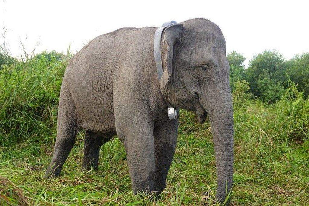 Gajah sumatera (<i>Elephas maximus sumatranus</i>) betina bernama Meisya dipasangi kalung sistem pemosisian global (GPS ), Minggu (14/5/2023) di Kawasan Sugihan Simpang Heran, Kabupaten Ogan Komering Ilir Sumatera Selatan.