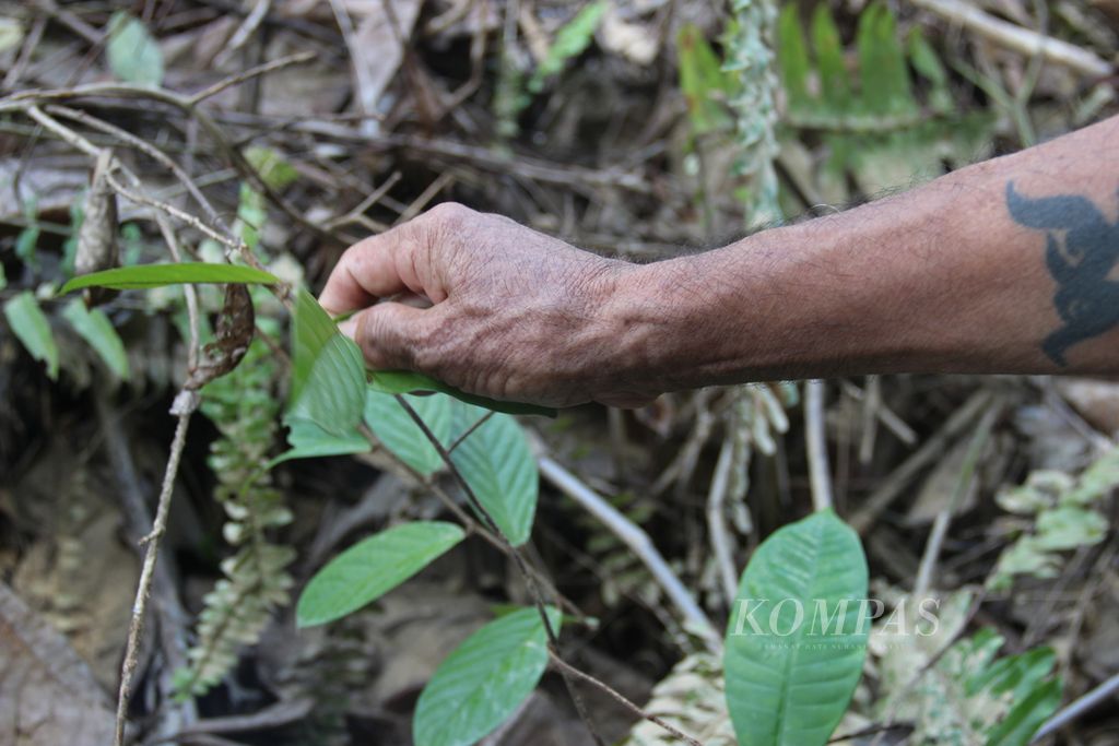 Bandi, Pemimpin Rumah Panjang Dayak Iban Sungai Utik, menunjukkan salah satu tanaman obat yang ada di hutan adat Sungai Utik, Selasa (26/6/2023).