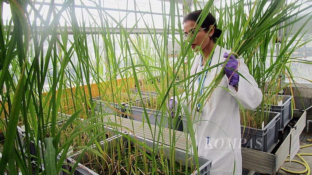 Seorang peneliti tengah meneliti tanaman di fasilitas laboratorium Badan Tenaga Atom Internasional (IAEA) di Seibersdorf, Austria, Jumat (14/9). Penggunaan teknologi nuklir untuk tujuan damai dikembangkan IAEA, termasuk riset tanaman padi agar lebih tahan terhadap perubahan iklim ekstrem.
