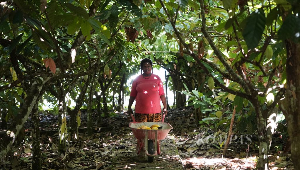 Derpina Murib memanen buah cokelat (kakao) yang telah matang di kebun mereka di Kampung Utikini 2, Distrik Kuala, Kabupaten Mimika, Papua, Jumat (18/3/2022).
