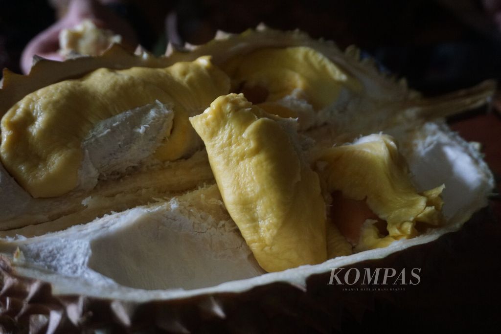 Durian kromo di Desa Plana, Somagede, Banyumas, Jawa Tengah, Jumat (19/1/2024).