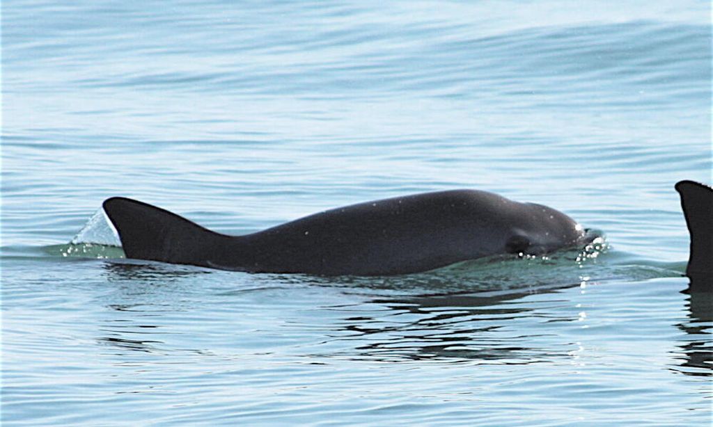 Pesut vaquita yang terancam punah dan hanya tersisa 10 ekor di alam, yaitu di Laut Cortez atau Teluk California, di Meksiko. Diunduh di laman WWF.