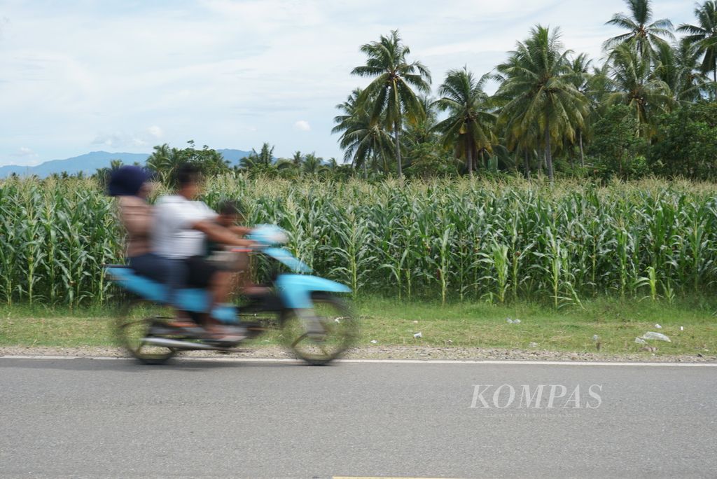 Hamparan kebun jagung hibrida tampak di sepanjang Jalan Lingkar Luar Gorontalo di Provinsi Gorontalo, Kamis (1/12/2022).