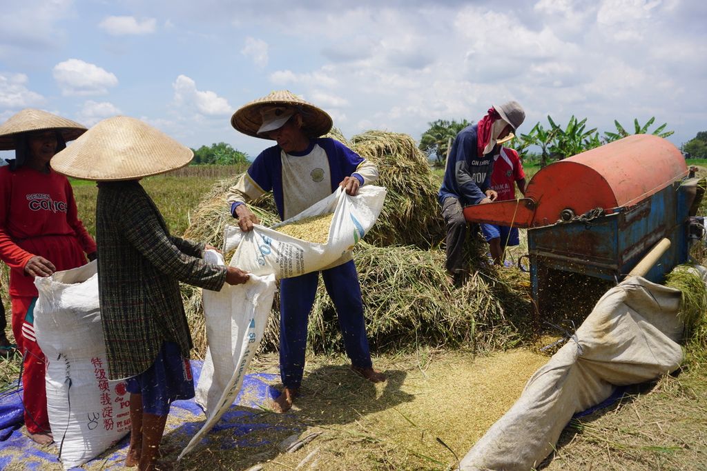 Petani di Desa Brobot, Purbalingga, Jawa Tengah, memasukkan gabah hasil panen ke dalam karung, Selasa (23/3/2021). Harga gabah kering panen di tingkat petani Rp 3.500 per kilogram dan petani kesulitan menjual berasnya.