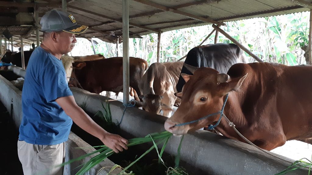 Peternak memberi makan sapi peliharaannya di Desa Gagang Kepuhsari, Kecamatan Balongbendo, Kabupaten Sidoarjo, Selasa (10/5/2022). Asupan makanan penting untuk menjaga daya tahan ternak. Sidoarjo merupakan salah satu daerah yang terjangkit penyakit mulut dan kuku (PMK).